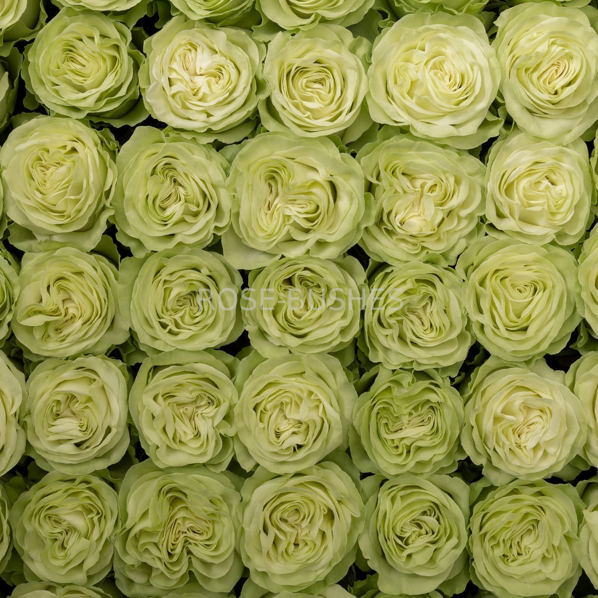 Васаби. Wasabi. (ЧГ) Васаби. Wasabi. (ЧГ)